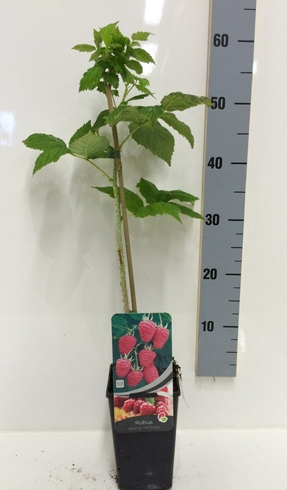  Framboos (Rubus Idaeus 'Heritage')