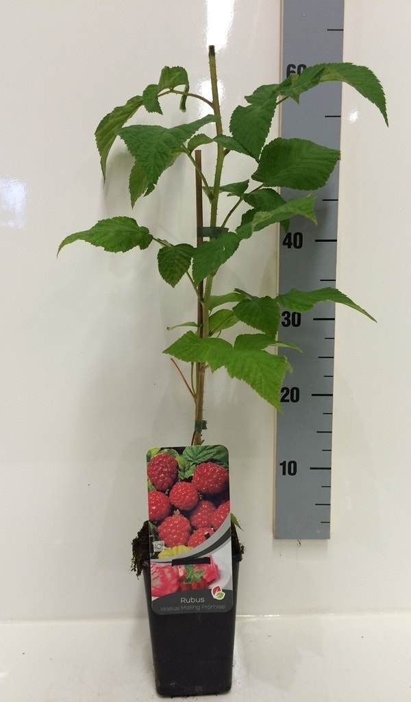  Framboos (Rubus Idaeus 'Malling Promise')