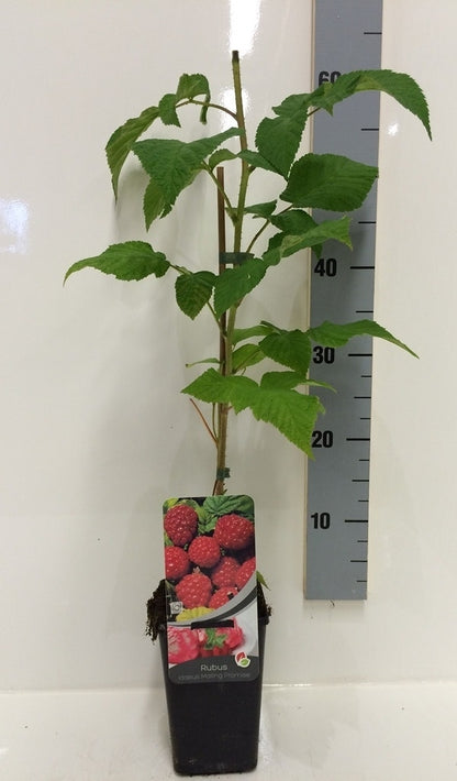  Framboos (Rubus Idaeus 'Malling Promise')
