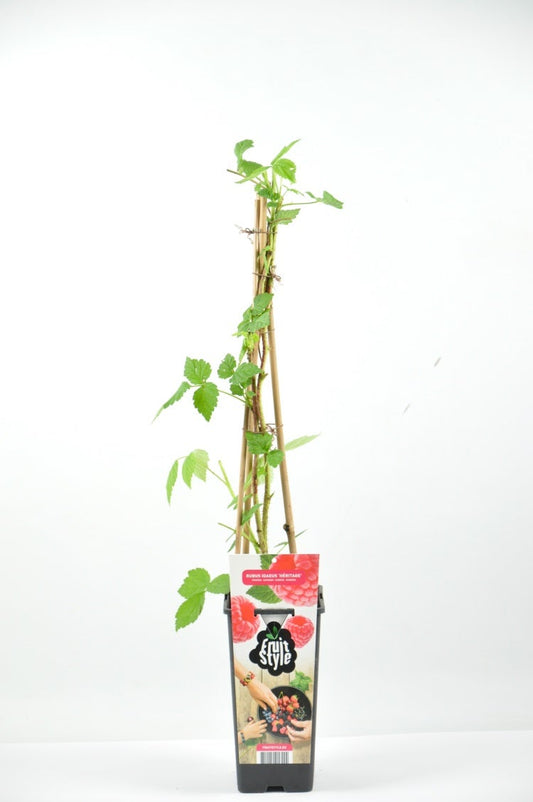  Roze Framboos (Rubus Idaeus ‘Aroma Queen®’)