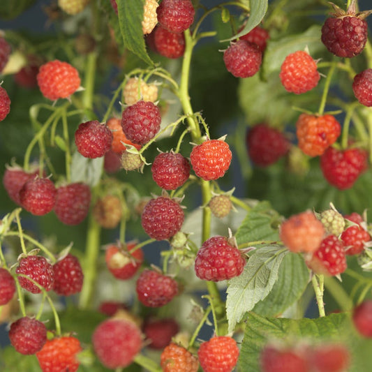  Framboos (Rubus Idaeus 'Autumn Bliss')