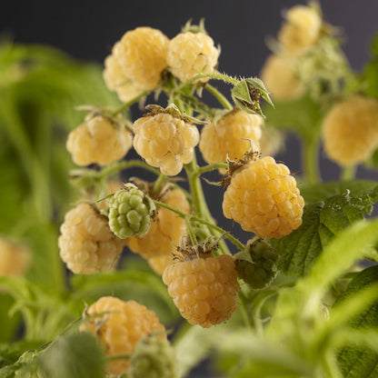  Framboos (Rubus Idaeus 'Fallgold')