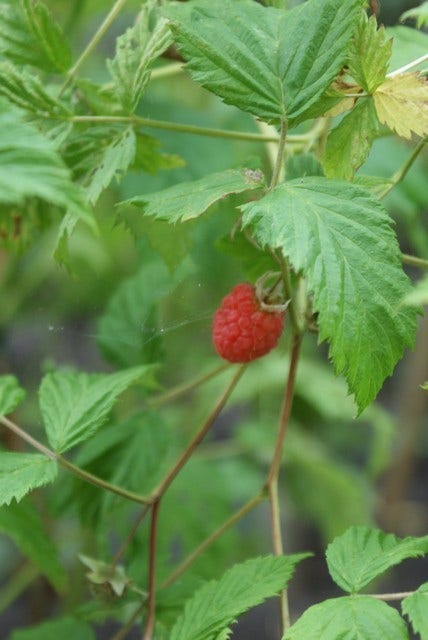  Framboos (Rubus Idaeus 'Glen Ample')