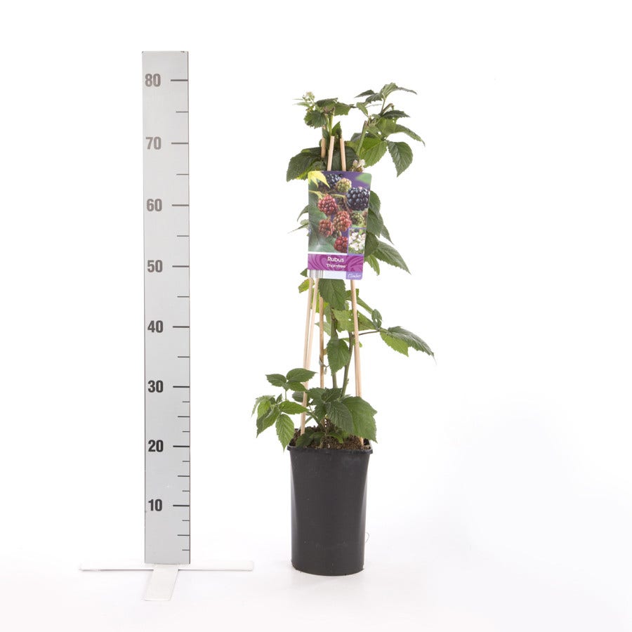  Braam (doornloos) (Rubus Fruticosus 'Thornfree')