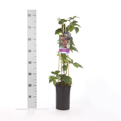  Braam (doornloos) (Rubus Fruticosus 'Thornfree')