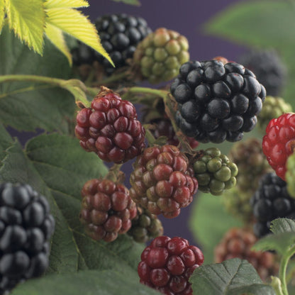  Braam (doornloos) (Rubus Fruticosus 'Thornfree')