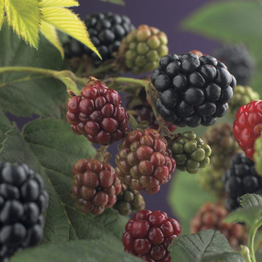  Braam (doornloos) (Rubus Fruticosus 'Thornfree')
