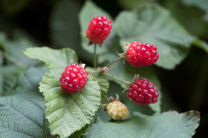  Taybes (Rubus 'Tayberry')