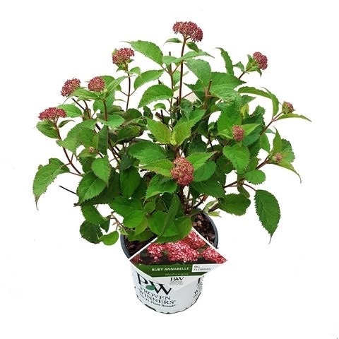  Hortensia (Hydrangea 'Ruby Annabelle')