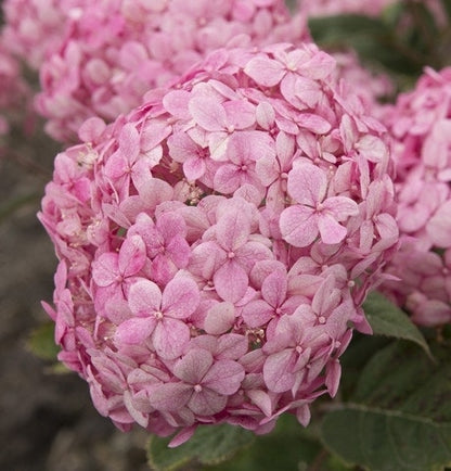  Hortensia (Hydrangea 'Ruby Annabelle')