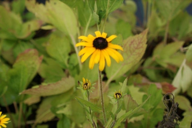  Zonnehoed (Rudbeckia Fulgida Speciosa)