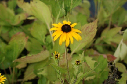  Zonnehoed (Rudbeckia Fulgida Speciosa)