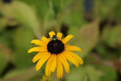  Zonnehoed (Rudbeckia Fulgida Speciosa)