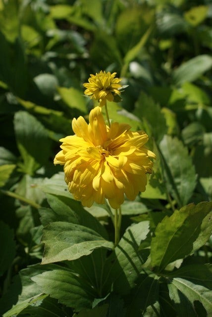  Zonnehoed (Rudbeckia Laciniata 'Goldquelle')