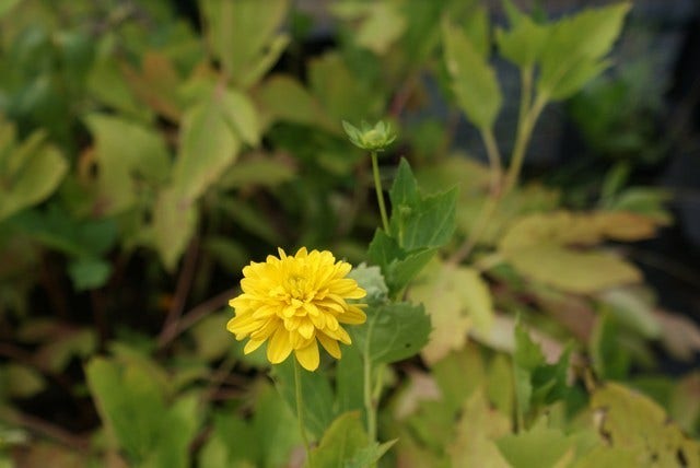  Zonnehoed (Rudbeckia Laciniata 'Goldquelle')