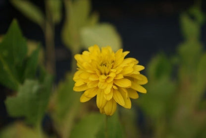  Zonnehoed (Rudbeckia Laciniata 'Goldquelle')