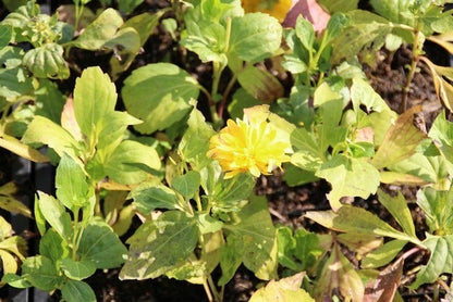  Zonnehoed (Rudbeckia Laciniata 'Goldquelle')