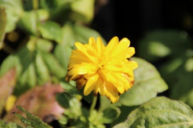  Zonnehoed (Rudbeckia Laciniata 'Goldquelle')