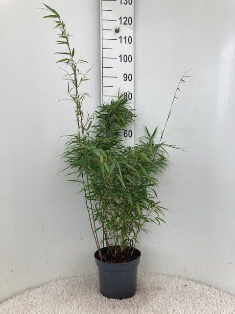  Bamboe (Fargesia Rufa)