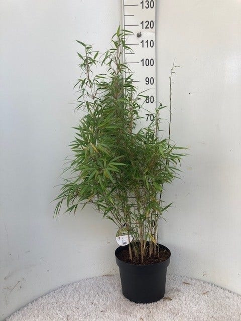  Bamboe (Fargesia Rufa)