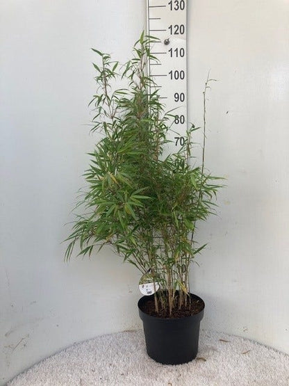 Bamboe (Fargesia Rufa)