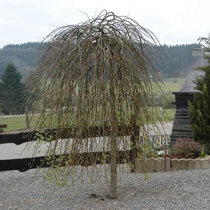  Treurwilg Op Stam (Salix Caprea 'Kilmarnock')