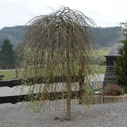  Treurwilg Op Stam (Salix Caprea 'Kilmarnock')