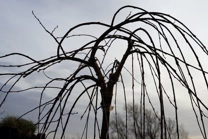  Treurwilg Op Stam (Salix Caprea 'Kilmarnock')