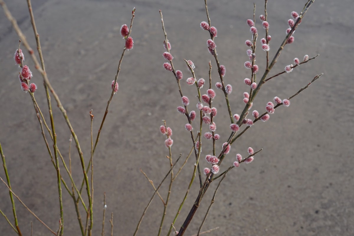  Roze Katjeswilg (Salix Gracilistyla 'Mount Aso')