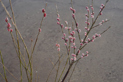 Roze Katjeswilg (Salix Gracilistyla 'Mount Aso')