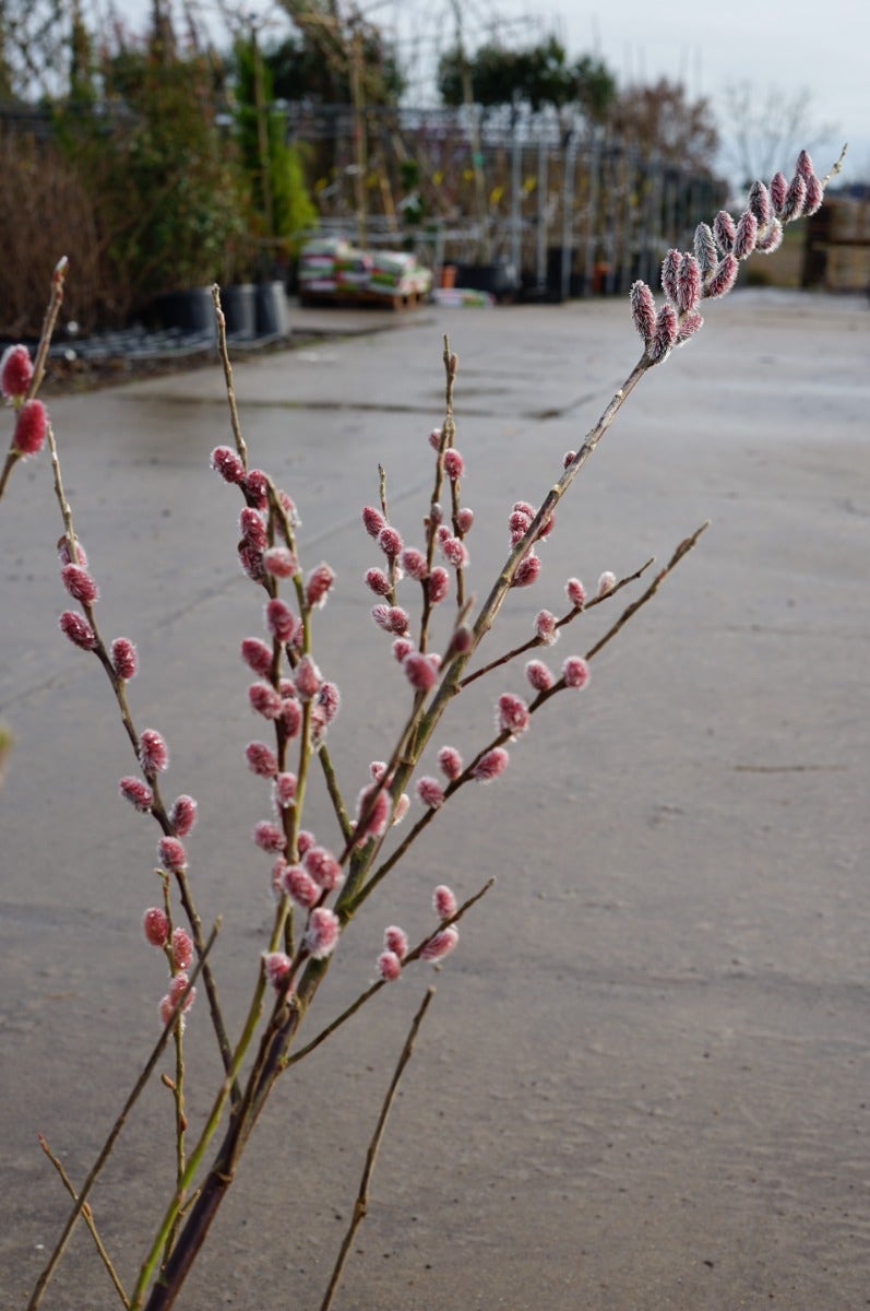  Roze Katjeswilg (Salix Gracilistyla 'Mount Aso')