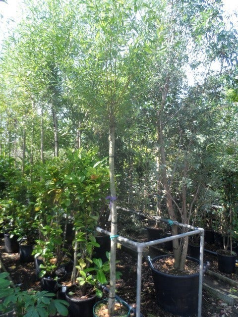  Knotwilg (Salix Alba)
