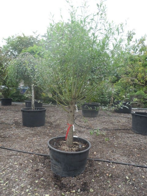  Knotwilg (Salix Alba)