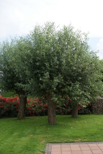  Knotwilg (Salix Alba)