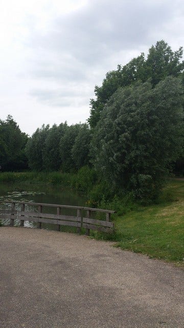  Knotwilg (Salix Alba)