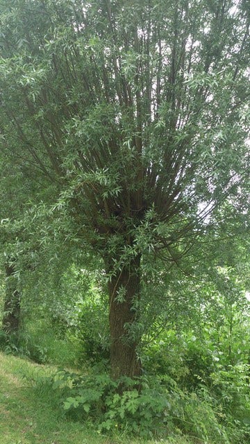  Knotwilg (Salix Alba)