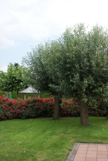 Knotwilg (Salix Alba)