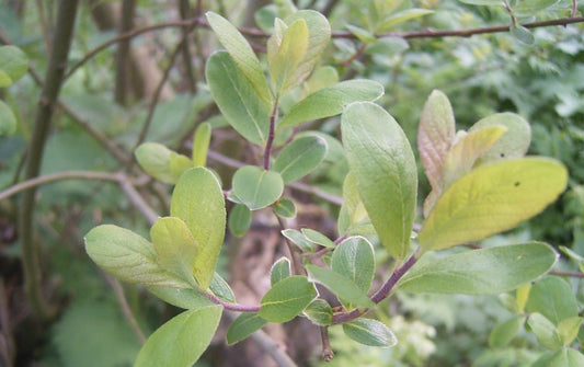  Geoorde Wilg, Bosplantsoen (Salix Aurita)