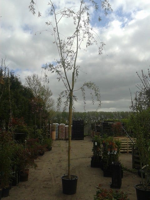  Gele Treurwilg (Salix Babylonica 'Aurea')