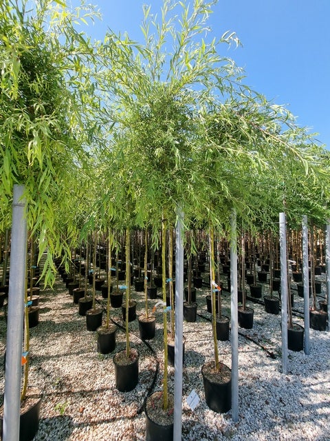  Gele Treurwilg (Salix Babylonica 'Aurea')