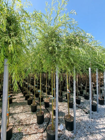  Gele Treurwilg (Salix Babylonica 'Aurea')