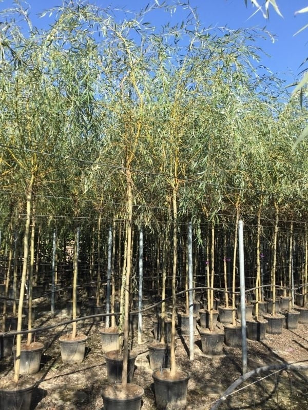  Gele Treurwilg (Salix Babylonica 'Aurea')