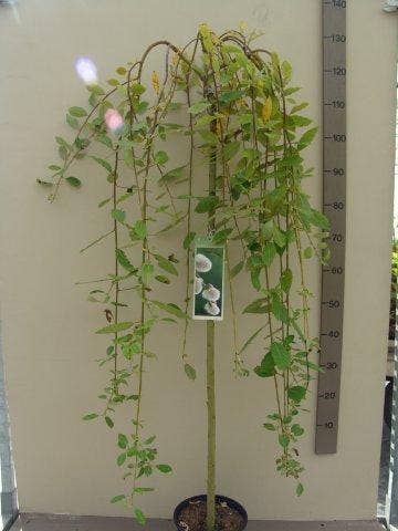  Treurwilg Op Stam (Salix Caprea 'Kilmarnock')