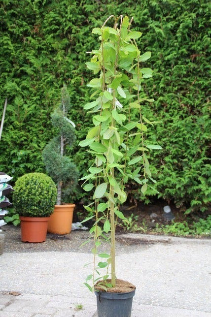  Treurwilg Op Stam (Salix Caprea 'Kilmarnock')