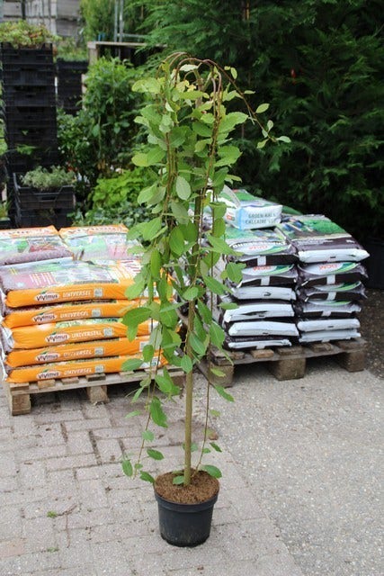  Treurwilg Op Stam (Salix Caprea 'Kilmarnock')
