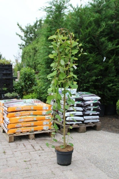  Treurwilg Op Stam (Salix Caprea 'Kilmarnock')