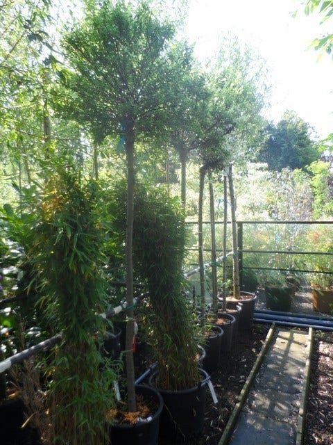  Wilg Op Stam (Salix Integra 'Hakuro-nishiki')