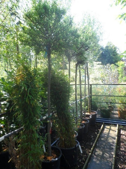  Wilg Op Stam (Salix Integra 'Hakuro-nishiki')