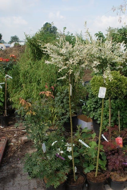  Wilg Op Stam (Salix Integra 'Hakuro-nishiki')