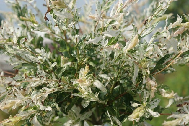  Wilg Op Stam (Salix Integra 'Hakuro-nishiki')
